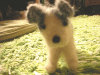 フエルト羊毛の犬
